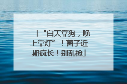 “白天靠狗，晚上靠灯”！菌子近期疯长！别乱捡