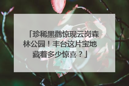 珍稀黑鹳惊现云岗森林公园！丰台这片宝地藏着多少惊喜？
