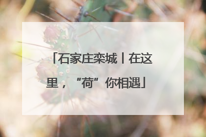 石家庄栾城丨在这里，“荷”你相遇