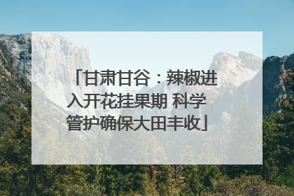 甘肃甘谷：辣椒进入开花挂果期 科学管护确保大田丰收