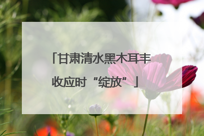 甘肃清水黑木耳丰收应时“绽放”
