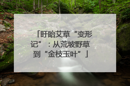 盱眙艾草“变形记”：从荒坡野草到“金枝玉叶”