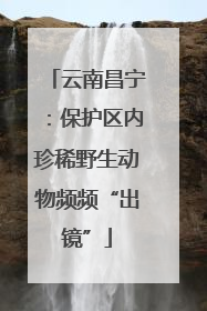 云南昌宁：保护区内珍稀野生动物频频“出镜”