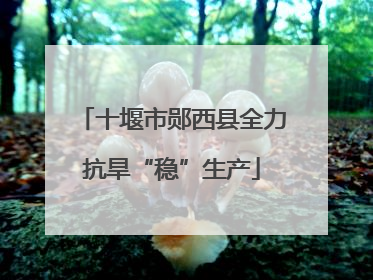 十堰市郧西县全力抗旱“稳”生产