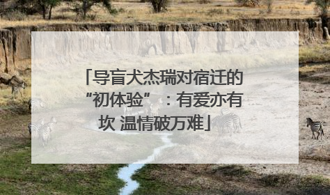导盲犬杰瑞对宿迁的“初体验”：有爱亦有坎 温情破万难