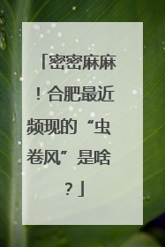 密密麻麻！合肥最近频现的“虫卷风”是啥？