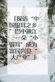 探访“中国银耳之乡”巴中通江：一朵“小银耳”成为富民兴县“大产业”