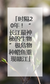 时隔20年！“长江最神秘的生物”极危物种鳤鱼重现赣江