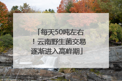 每天50吨左右！云南野生菌交易逐渐进入高峰期