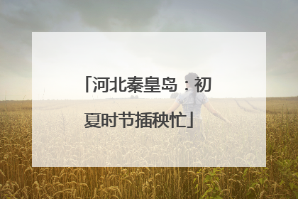 河北秦皇岛：初夏时节插秧忙