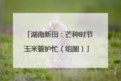 湖南新田：芒种时节玉米管护忙（组图）