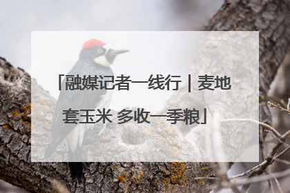 融媒记者一线行｜麦地套玉米 多收一季粮