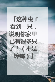 这种虫子看到一只，说明你家里已有很多只了！（不是蟑螂）
