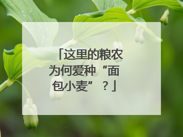 这里的粮农为何爱种“面包小麦”？